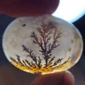 تصویر شجر قائن قواره دار 