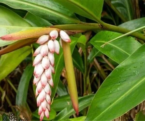 تصویر فروشگاه نهالستان رویال رونق