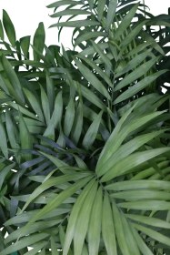 تصویر نخل شامادورا 