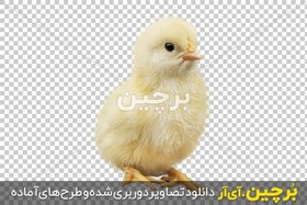 تصویر عکس بدون پس زمینه جوجه مرغ اهلی 