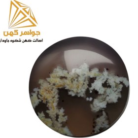 تصویر نگین شجر بهاری (کد۷۴) 