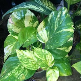 تصویر بوته پتوس برگ پهن 