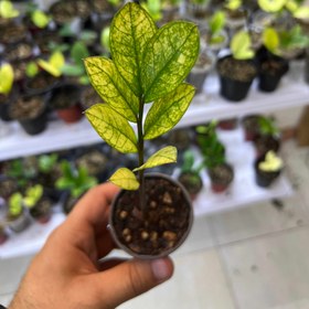 تصویر زامیفولیا ابلق ۷ برگی Zz plant