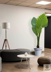 تصویر گیاه بابا آدم جاینت بالای ۲ متر | کد: ZNB-EWO 