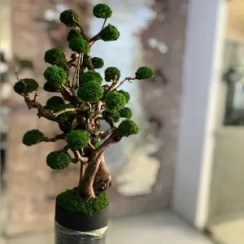 تصویر درخت جاویدان (5) 