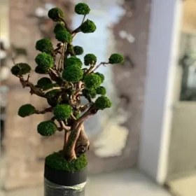 تصویر درخت جاویدان (5) 