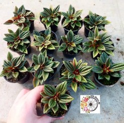 تصویر پک ۲۰ عددی پپرومیا روسو 