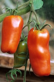 تصویر بذر گوجه فرنگی jersey غول پیکر آمریکایی بسته 10 عددی 