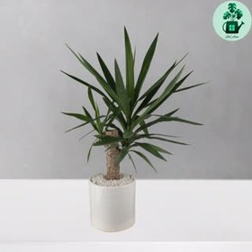 تصویر یوکا تنه دار 