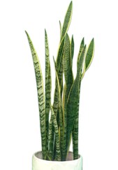 تصویر سانسوریا شمشیری ابلق Dracaena Trifasciata