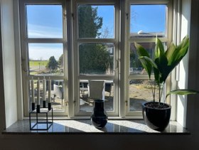 تصویر خرید برگ عبایی برای تزئین باغچه‌های کوچک داخل منزل 