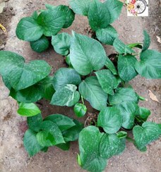 تصویر پک ۱۰ عددی پتوس برگ پهن 