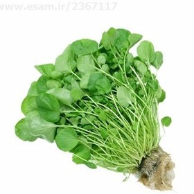 تصویر شاهی  یا ترتیزک سبزی سفره بذر شاهی 50 گرمی