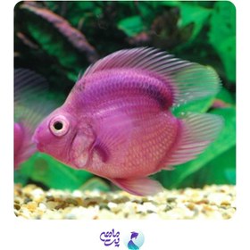 تصویر پک ماهی پرت (3 عددی) 