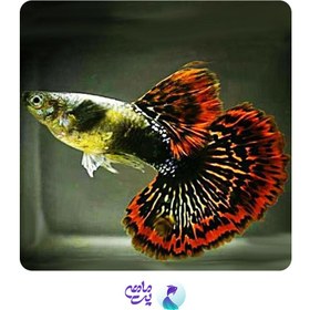 تصویر ماهی گوپی دراگون (جفت) 