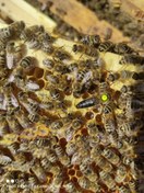 تصویر فروش کلونی کارنیکا ۴ قاب با ملکه اصلاح شده 