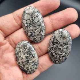 تصویر پک ۳ عدد فسیل کرینوئید 