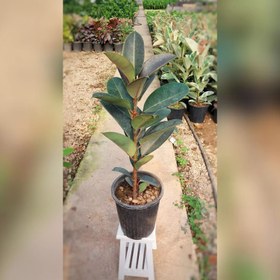 تصویر فیکوس بلک 