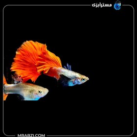 تصویر گوپی لانگ تیل 