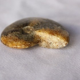 تصویر فسیل آمونیت کامل 28 گرم 