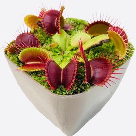 تصویر بذر گیاه گوشت خوار ونوس – Venus flytrap 