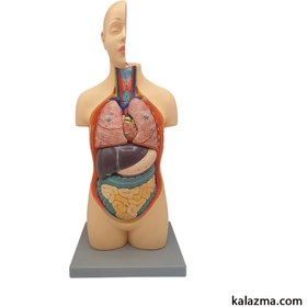 تصویر مولاژ بدن انسان 9 تکه 50 سانت 