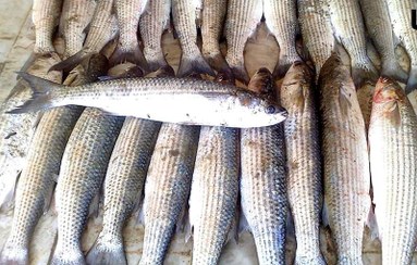 تصویر ماهی کفال سایز متوسط دریایی گیلان 1 کیلوگرم 