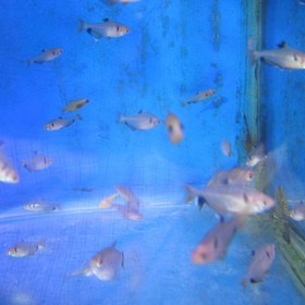 تصویر ماهی ردلاین بارب 