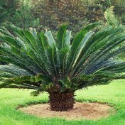 تصویر بذر درختچه سیکاس 2 عددی 