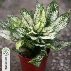 تصویر آگلونما 