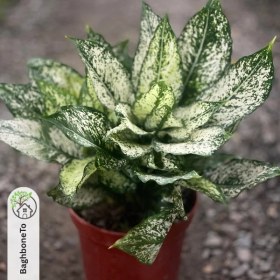 تصویر آگلونما 