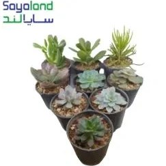 تصویر ساکولنت میکس 