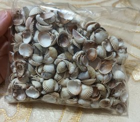 تصویر صدف کفه ای ریز ۲۰۰ گرمی 