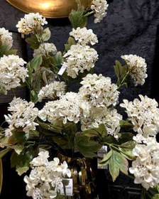 تصویر گل اورتانزا 