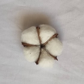 تصویر گل پنبه 