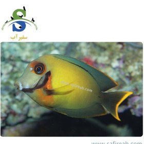 تصویر ماهی جراح میمیک 
