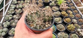 تصویر کاکتوس آستروفیتوم کاپریکورن Astrophytum capricorne