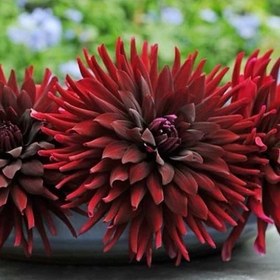 تصویر بذر کوکب کاکتوس 10 عددی 