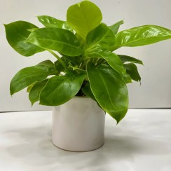 تصویر گلدان فیلدندرون لیمویی 