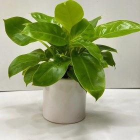 تصویر گلدان فیلدندرون لیمویی 