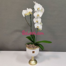تصویر جام گلدان ارکیده 