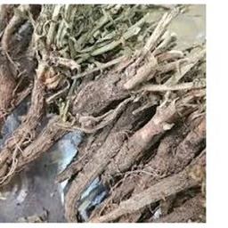 تصویر ریشه کاسنی خشک فله یک کیلوگرم 