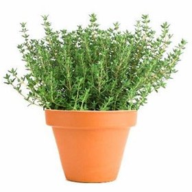 تصویر 50 عدد بذر آویشن آلمانی Thymus Vulgaris 