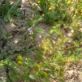 تصویر بابونه شیرازی محصول خودشیراز500گرم 