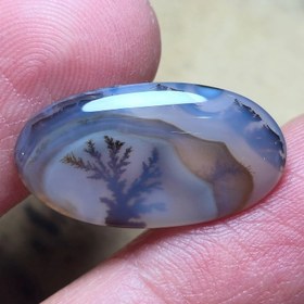 تصویر شجر تک درخت قائن. 