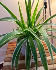 تصویر خرید گیاه گندمی برای تزئین فضاهای باز حیاط 