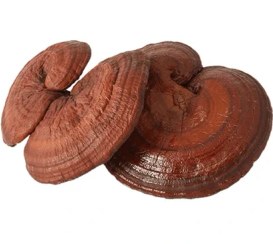 تصویر قارچ خشک گانودرما KING بسته 500 گرمی 