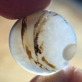 تصویر باباقوری شجر قائن زیبا خاص 