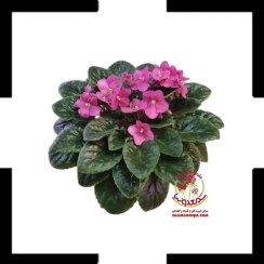 تصویر بنفشه آفریقایی همه‌ پسند – گل آپارتمانی خوش‌رنگ با ارسال سریع به تمامی شهرها Popular African Violet Pot