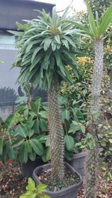 تصویر نخل ماداگاسکار 